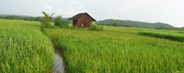 Agriculture Fields Alleppey
